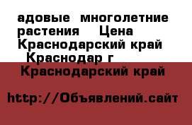 Cадовые  многолетние растения. › Цена ­ 50 - Краснодарский край, Краснодар г.  »    . Краснодарский край